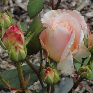 Rosa  Grüss an Aachen - różowy  - róże rabatowe grandiflora - floribunda